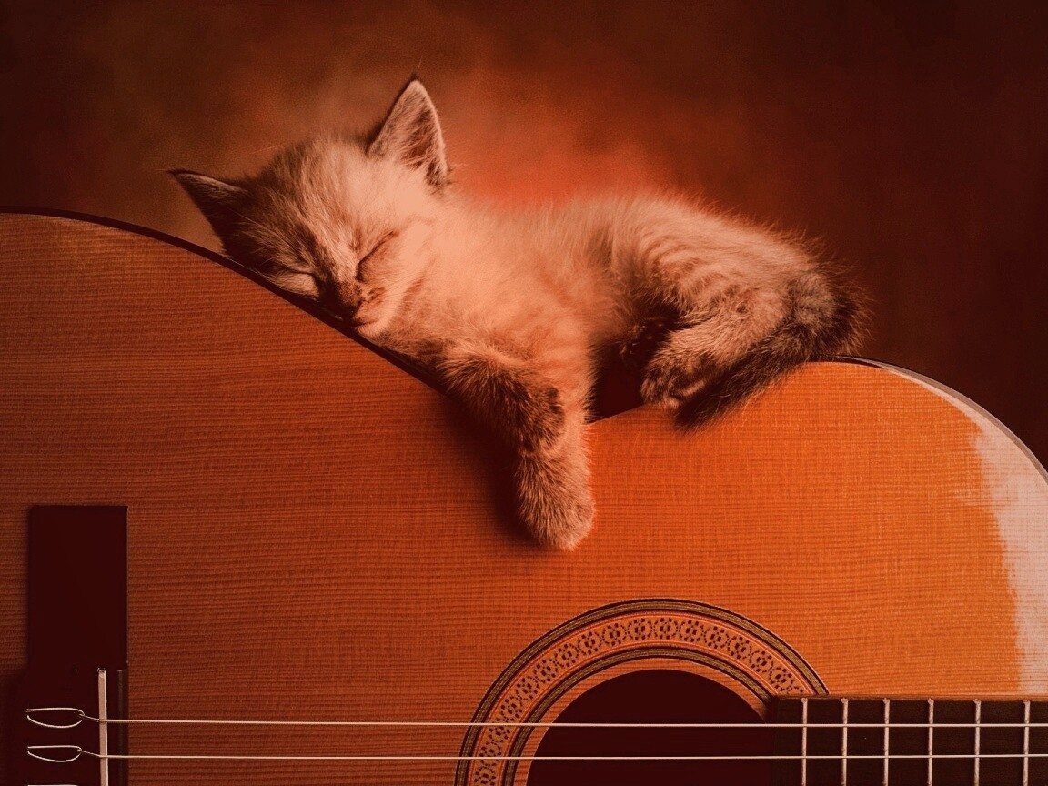 Котенок на гитаре обои