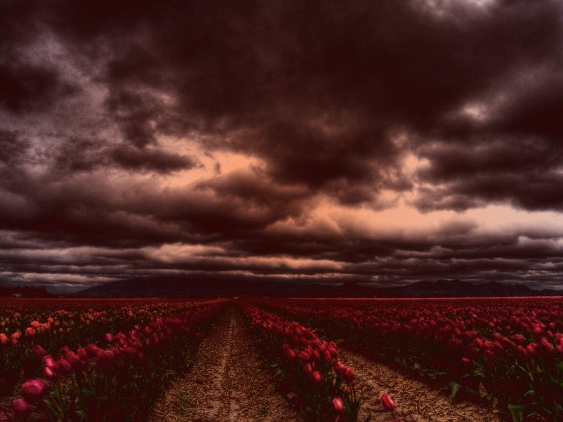 Цветочное поле под грозовым небом обои