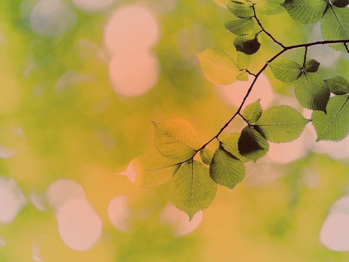 Зеленая ветка с листьями обои