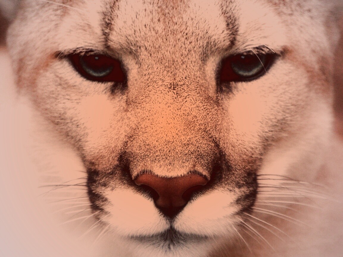 Взгляд большой кошки обои