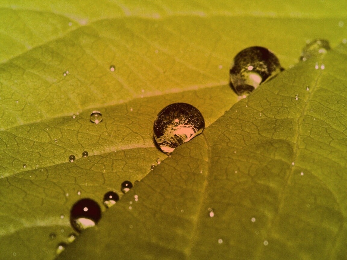 Капли на листе обои