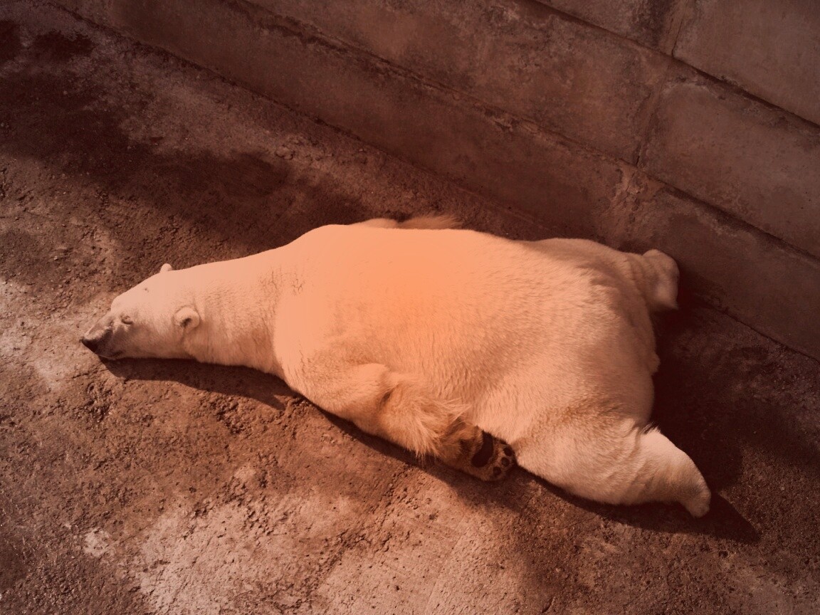 Мы можем их спасти обои