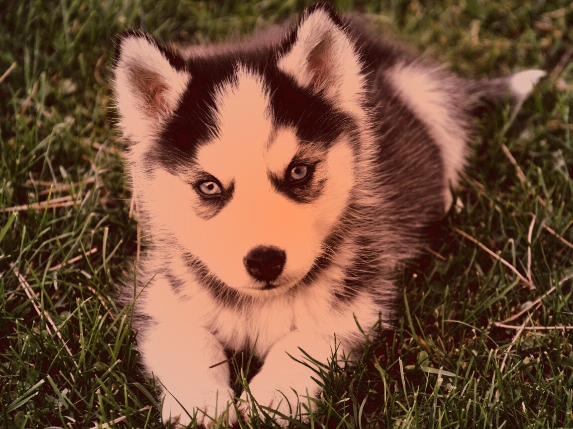 Голубоглазый щенок хаски обои