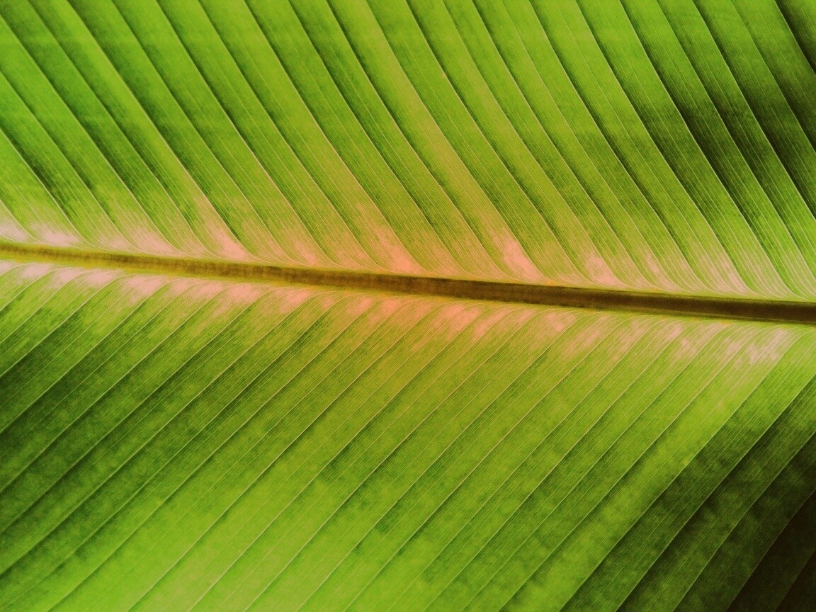 Пальмовый лист на солнце обои