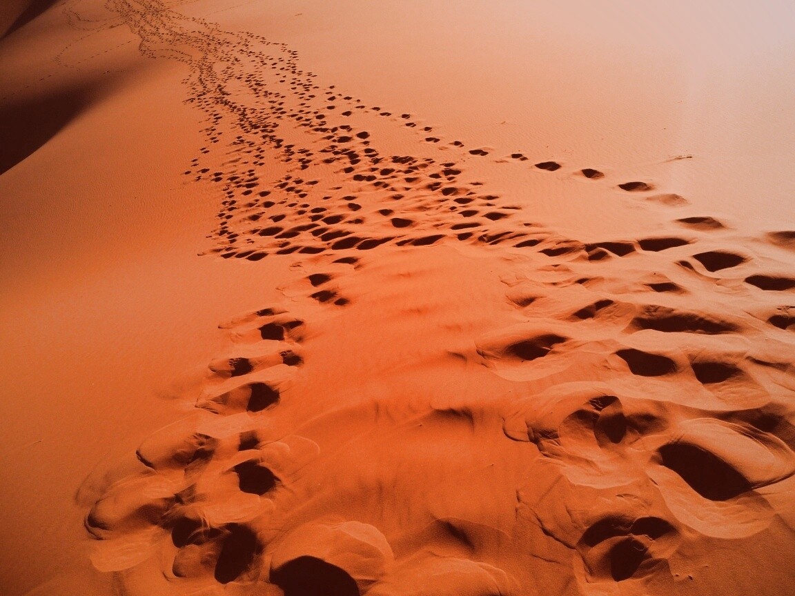 Следы в пустыне обои