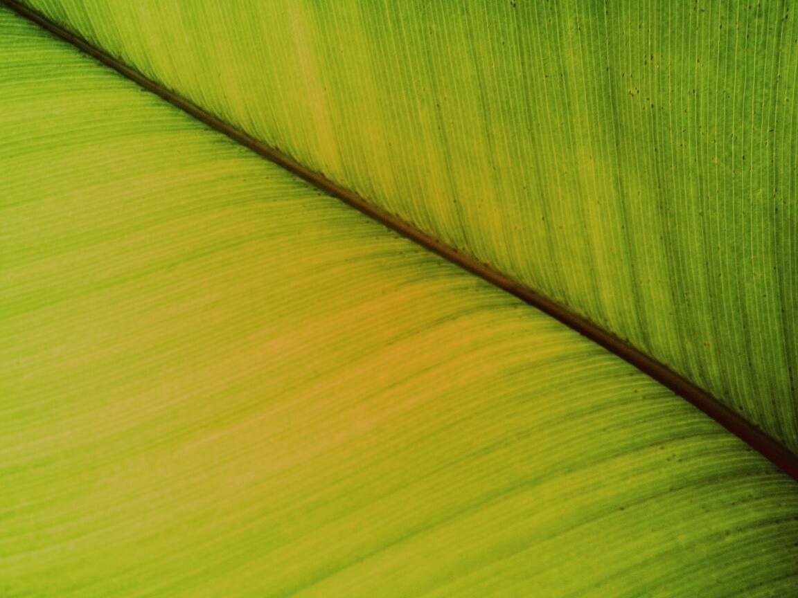 Зеленый лист обои