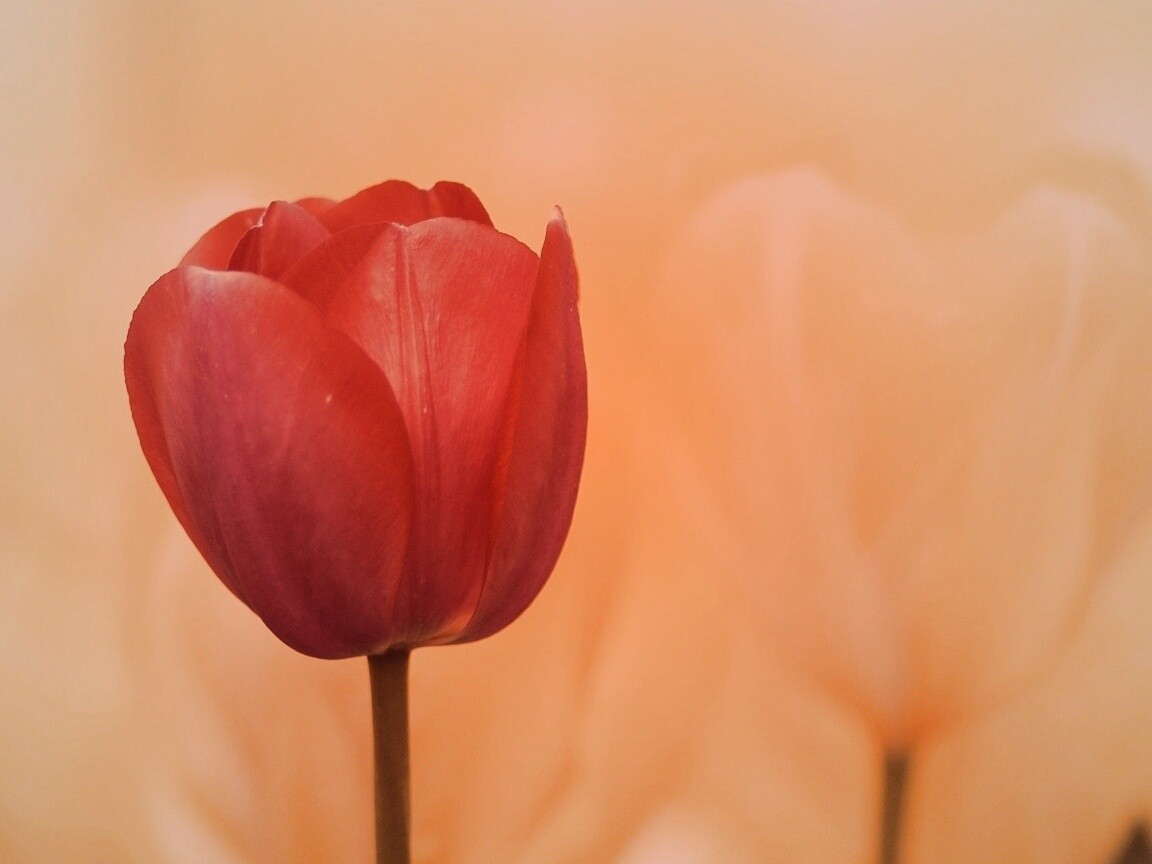 Красный тюльпан обои