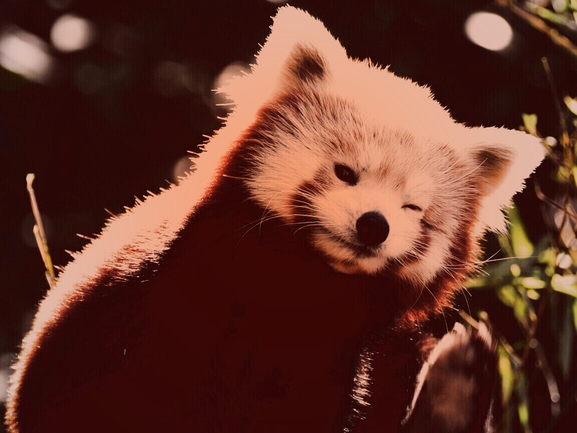 Красная панда подмигивает обои