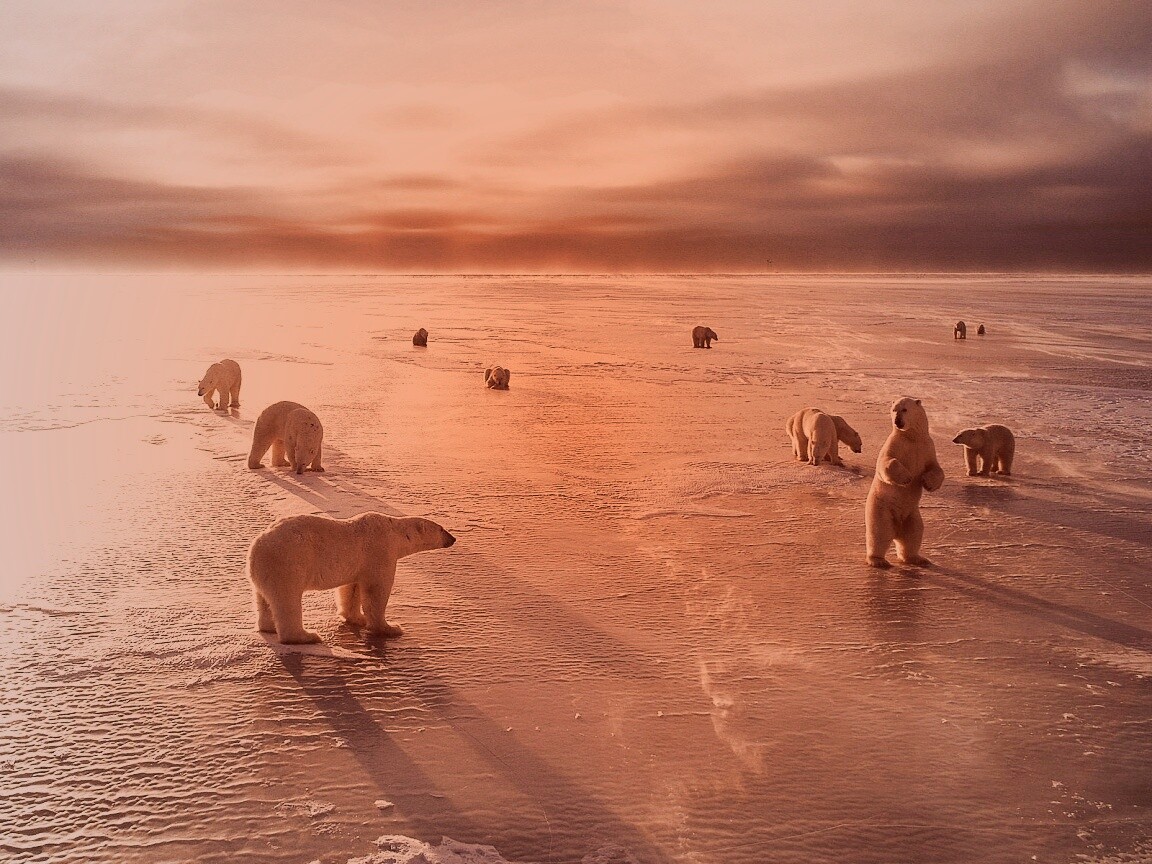 Полярные медведи обои