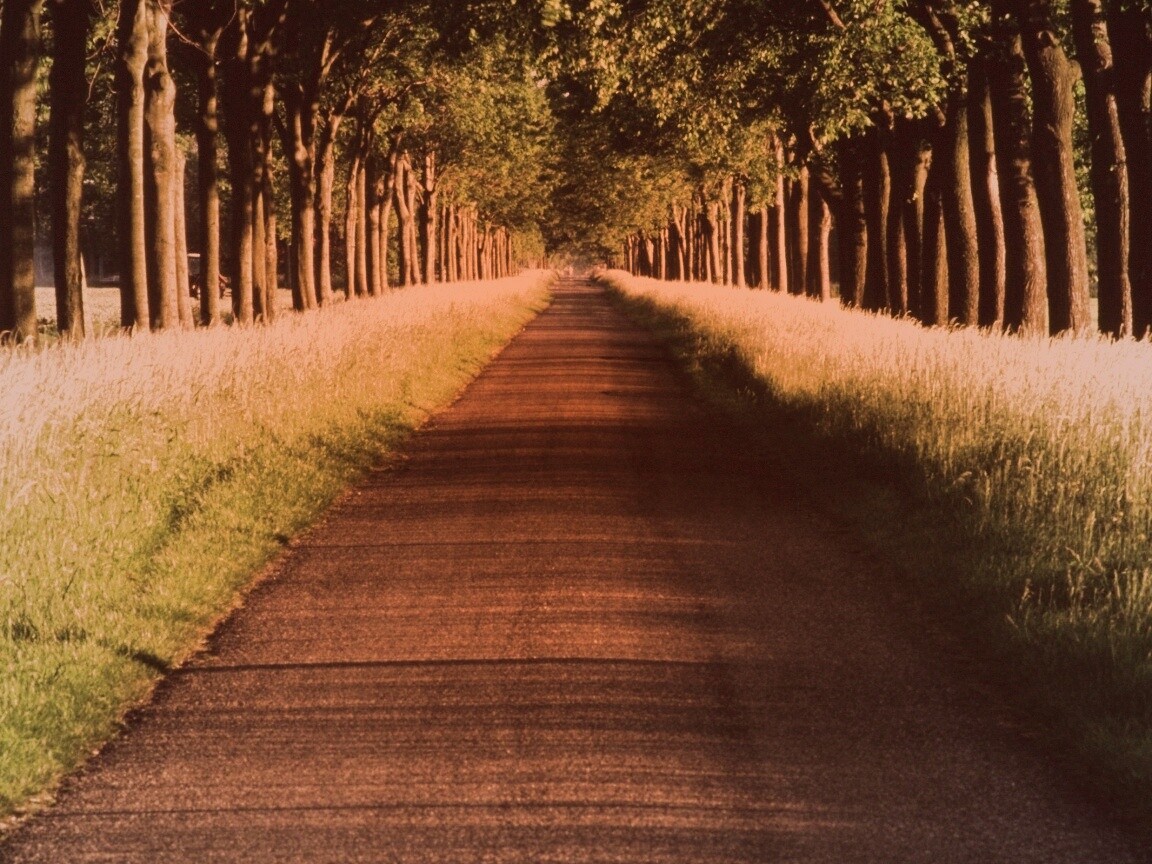 Живописная аллея обои