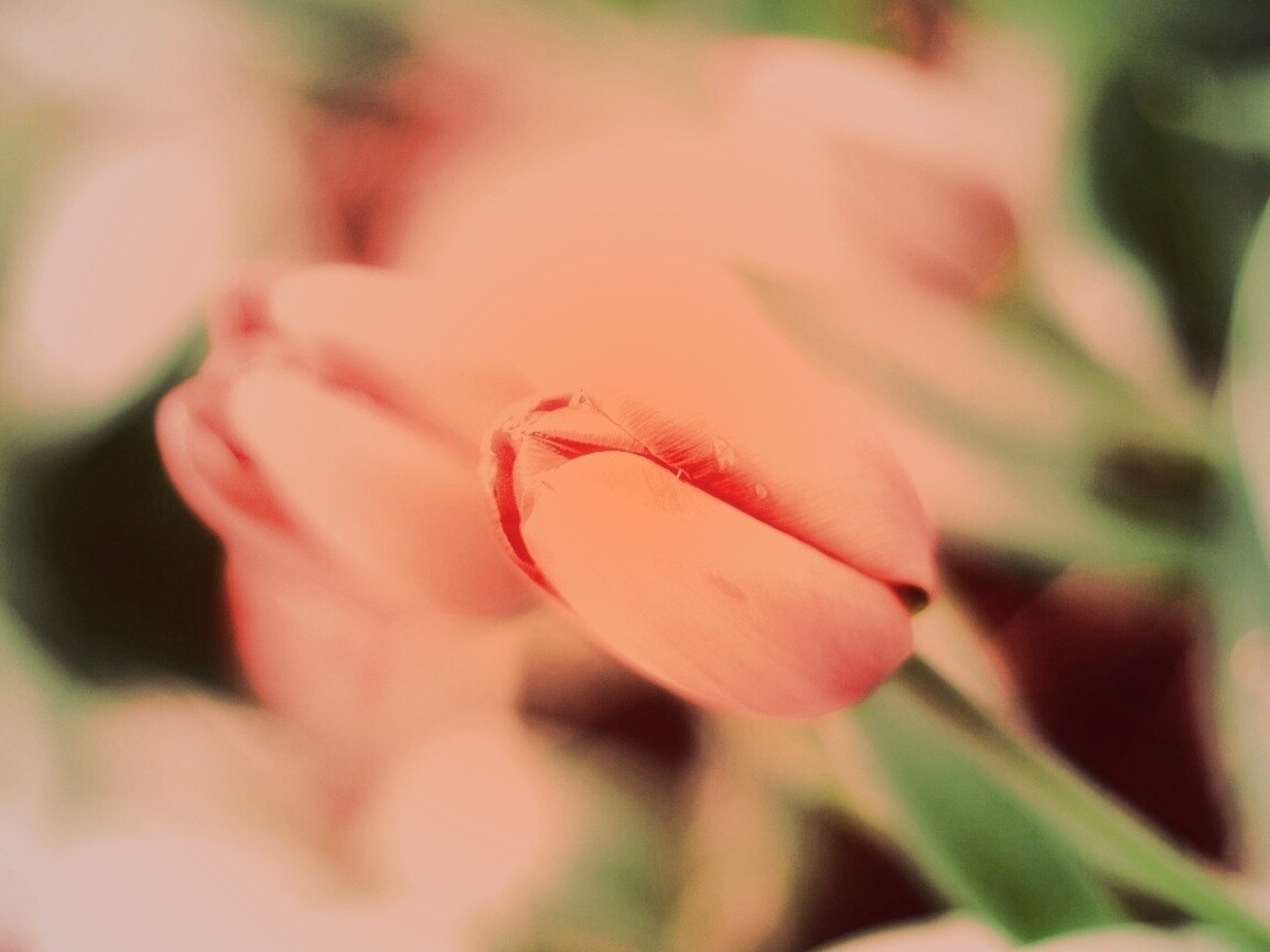 Красивый тюльпан обои