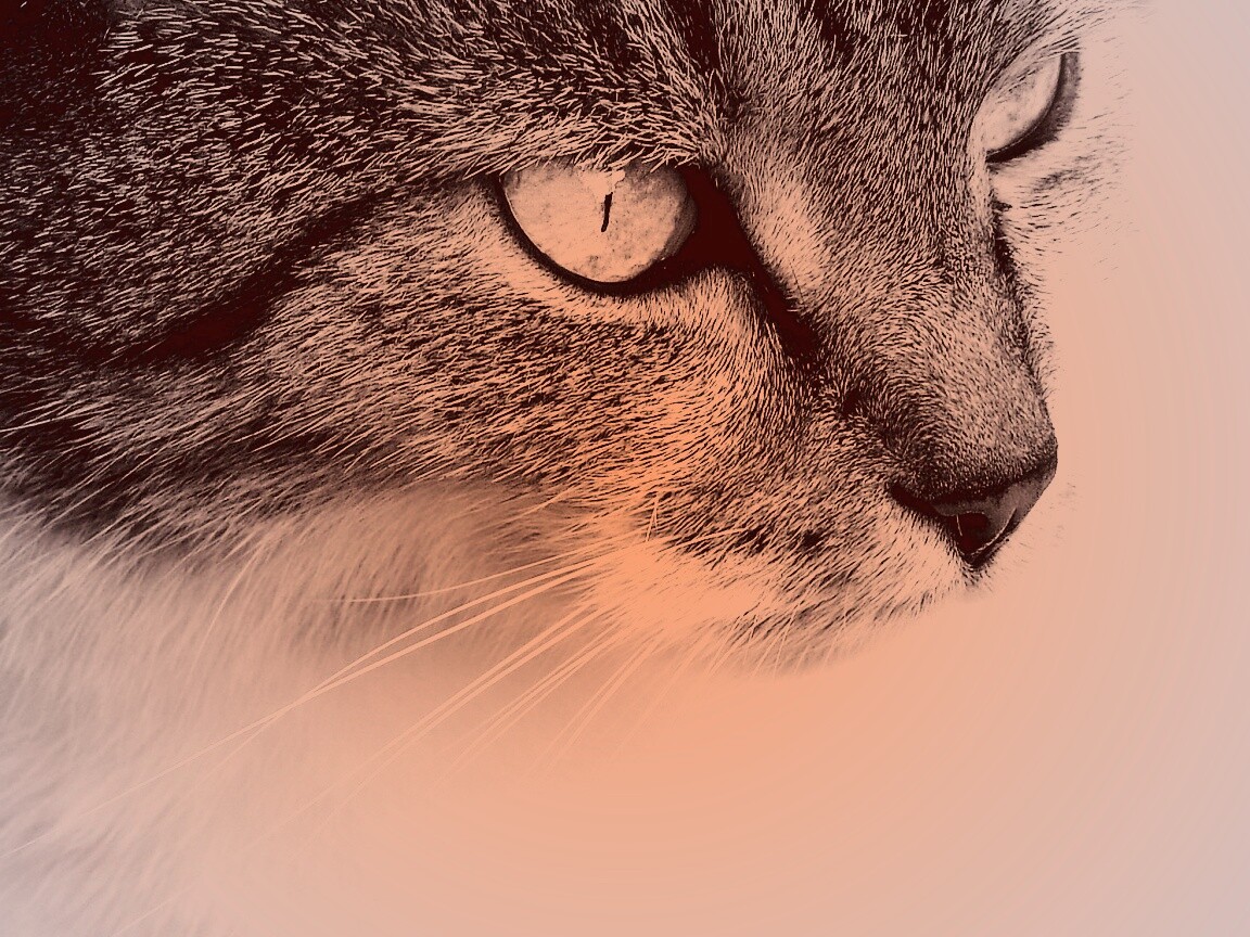 Очень красивый кот обои