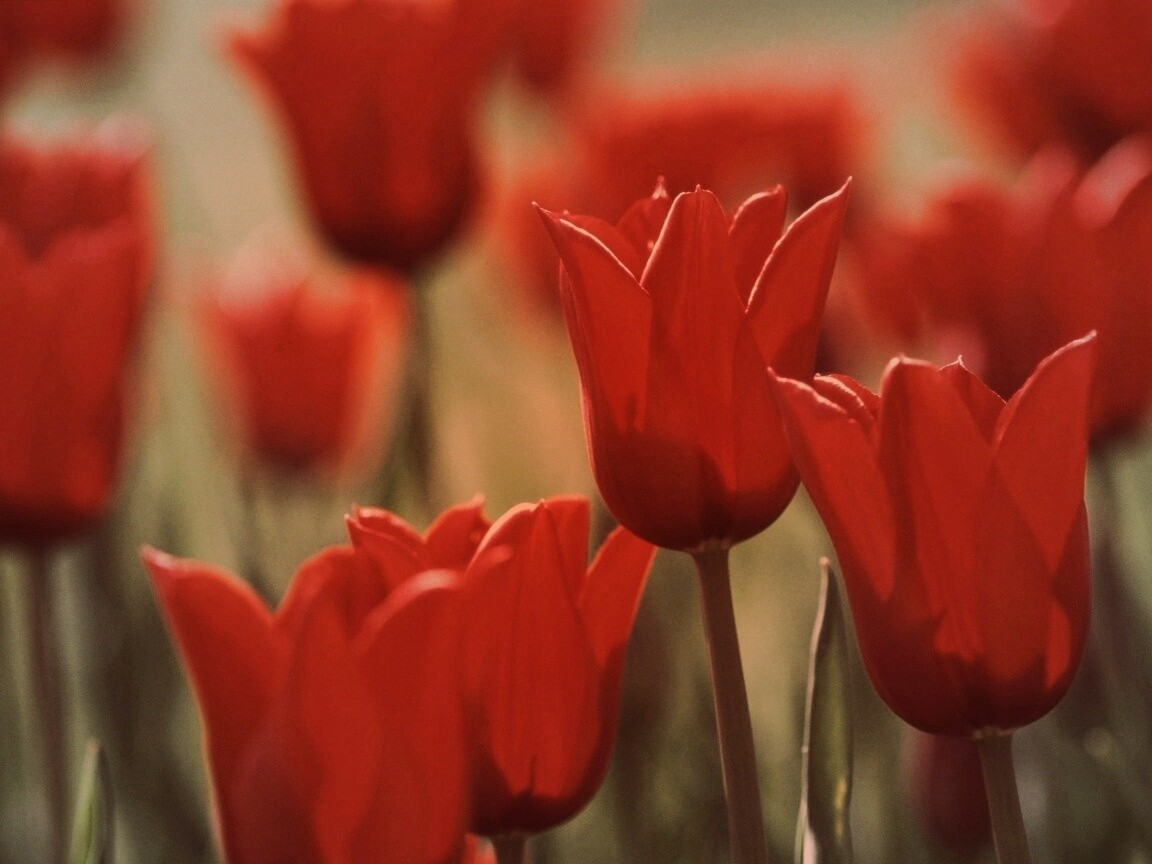 Красные цветы обои