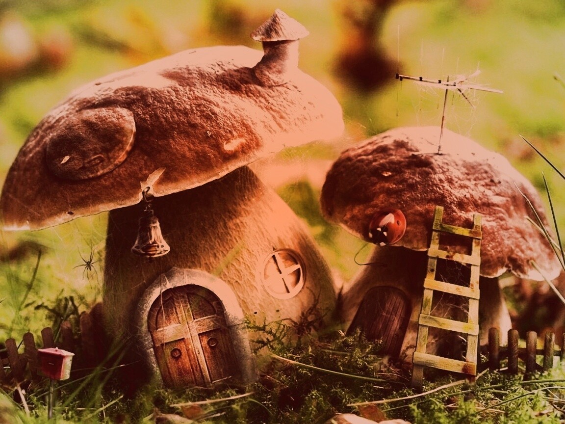 Грибы домики обои