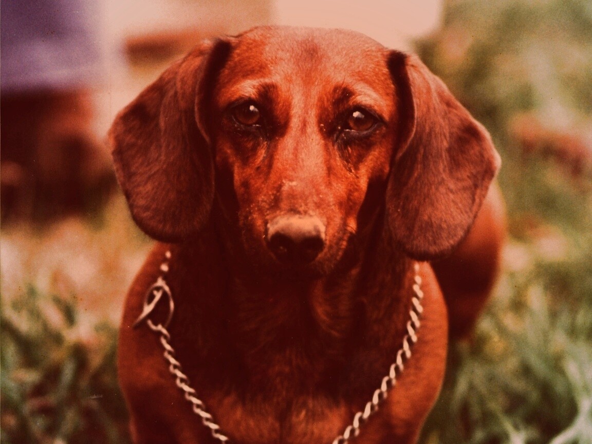 Рыжая такса обои