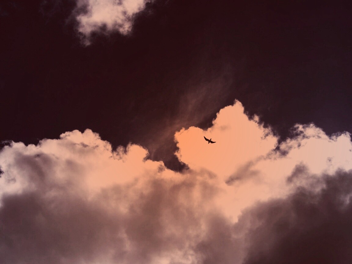 Птица в небе обои