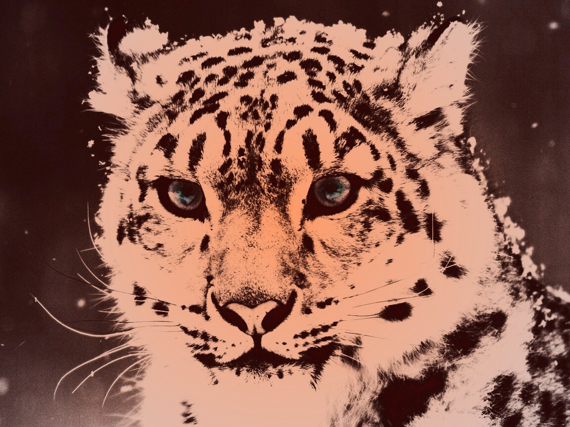 Снежный барс обои