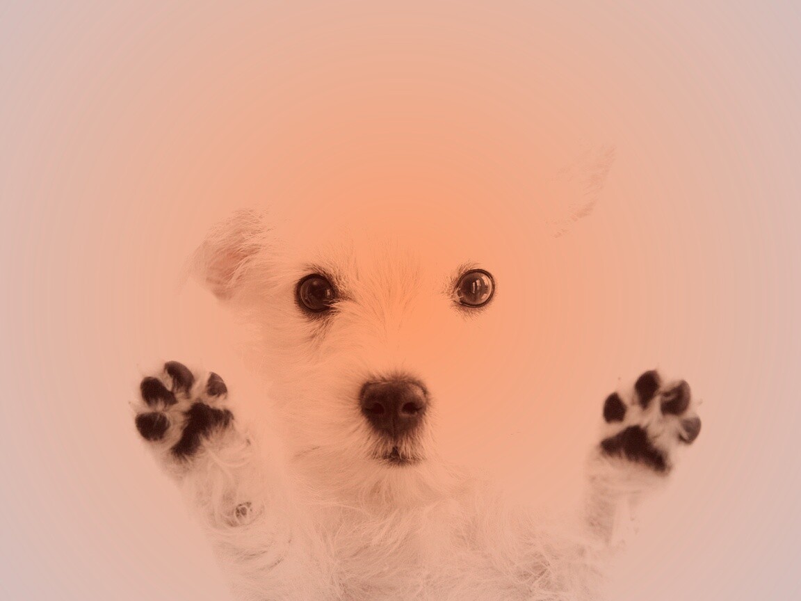 Белый любознательный щенок обои