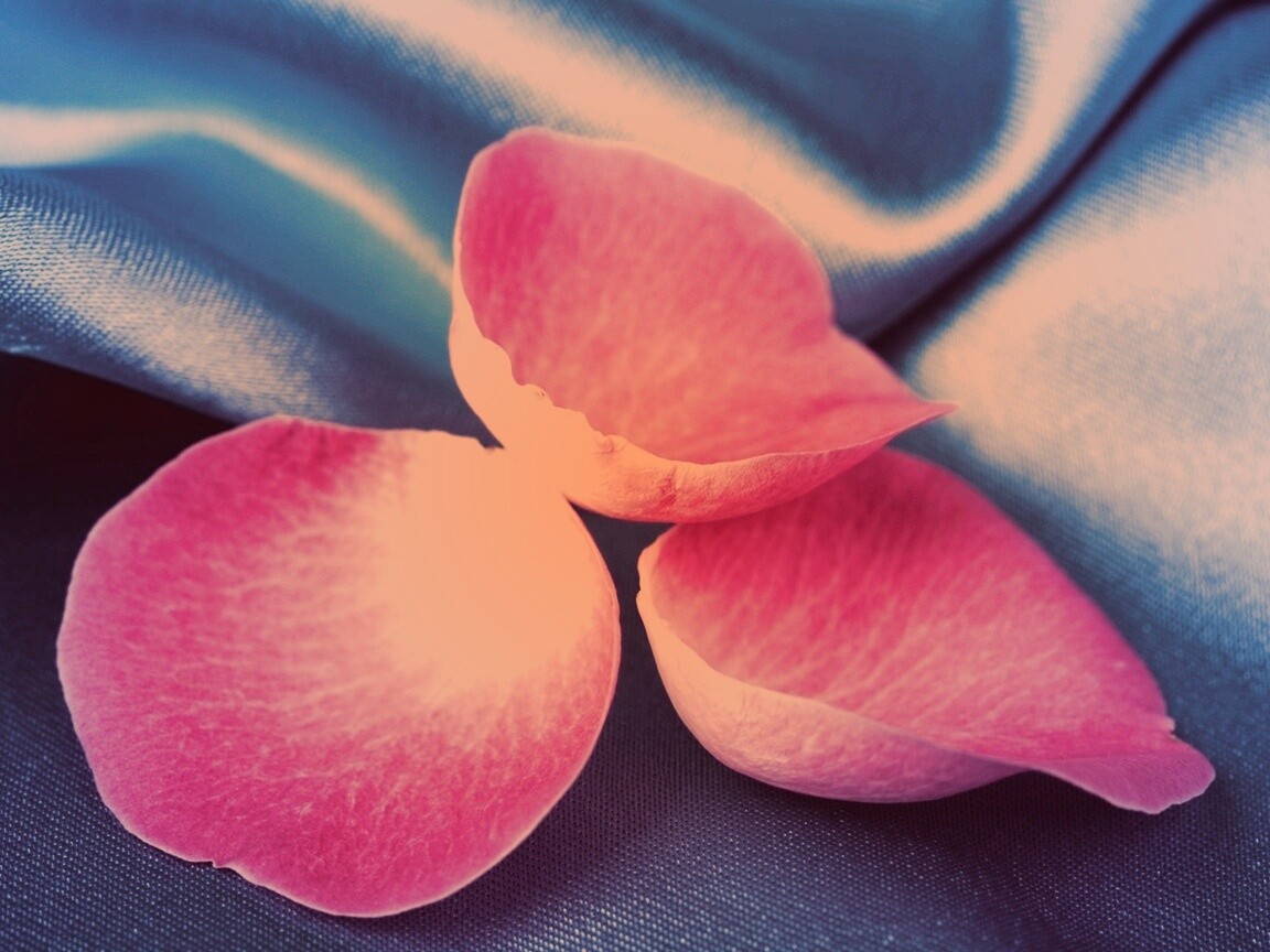 Лепестки розы на голубой ткани обои