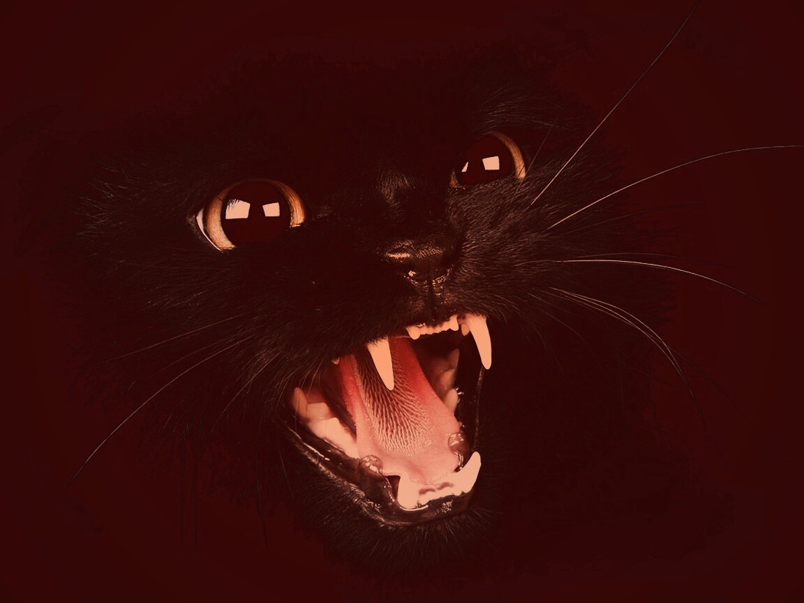 Злобный кошидзе обои