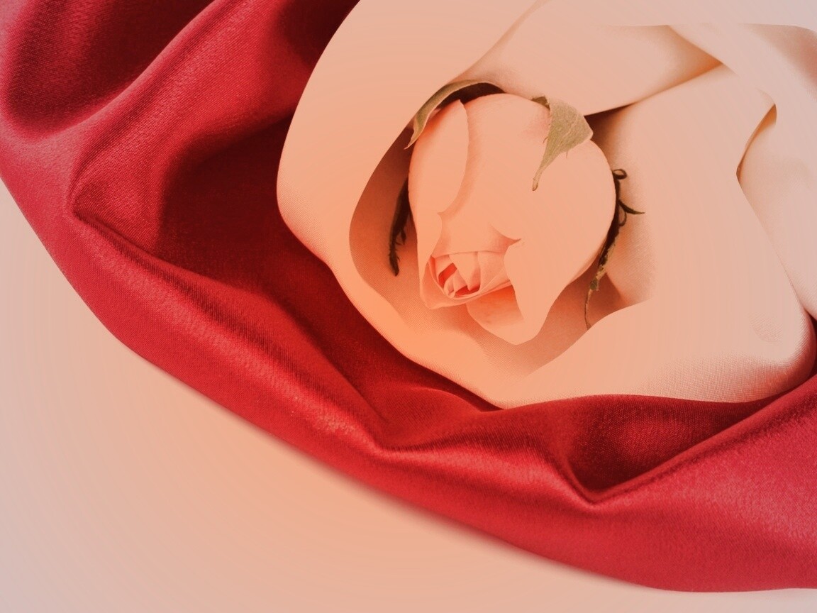 Нераспустившийся цветок розы в шелке обои