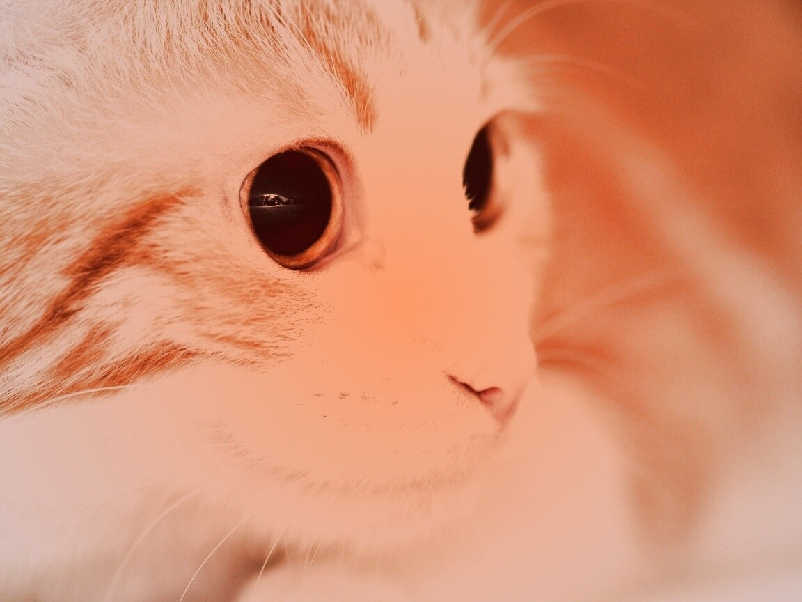 Кот с большими глазами обои