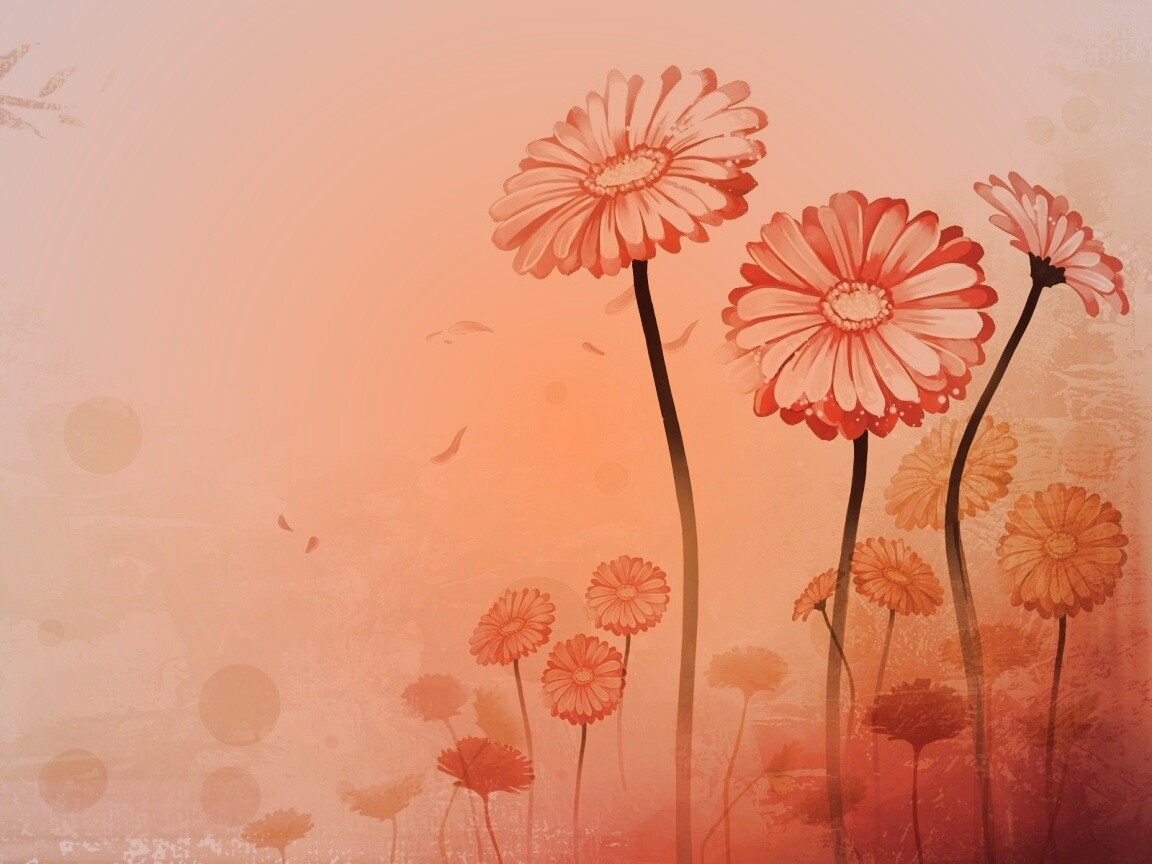 Векторные ромашки обои