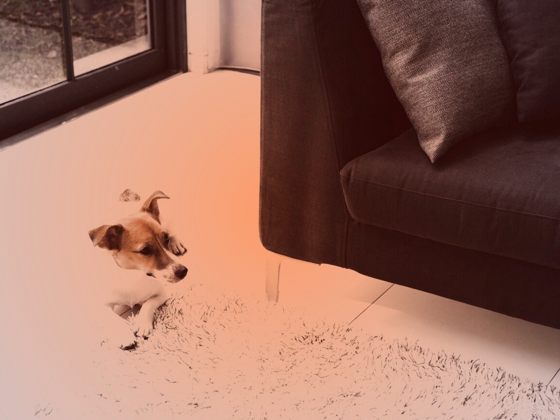 Собака обои