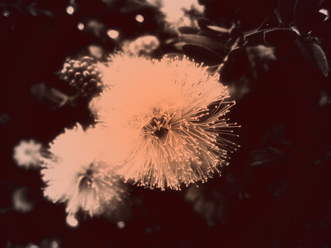 Сказочный цветок обои