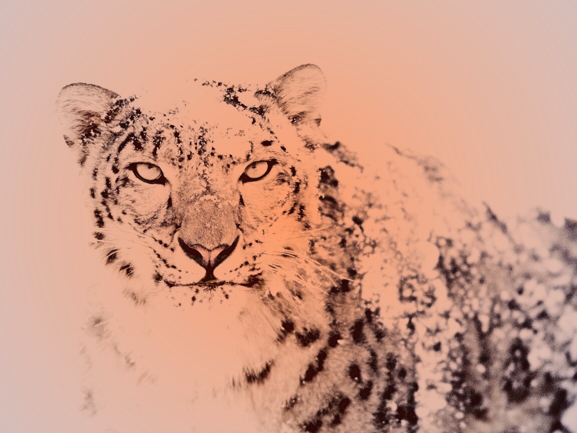 Снежный леопард обои