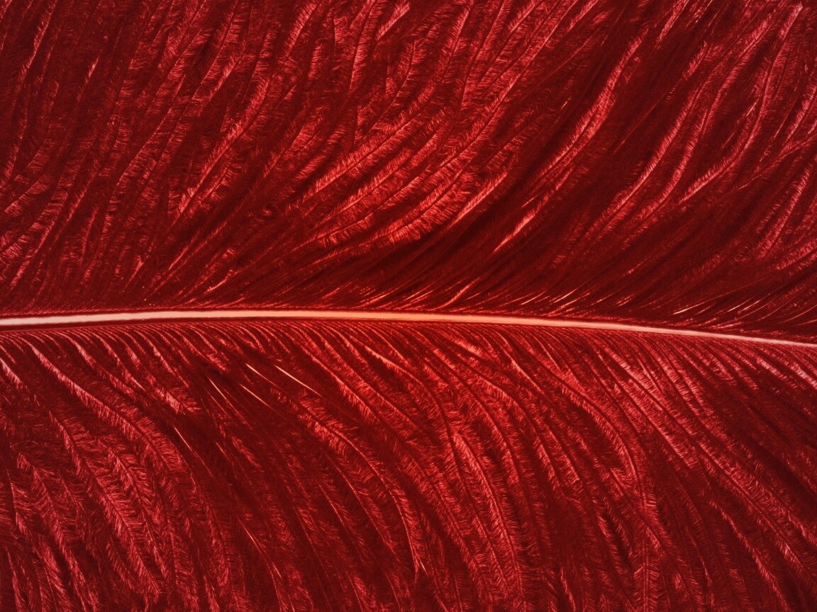 Перо попугая обои