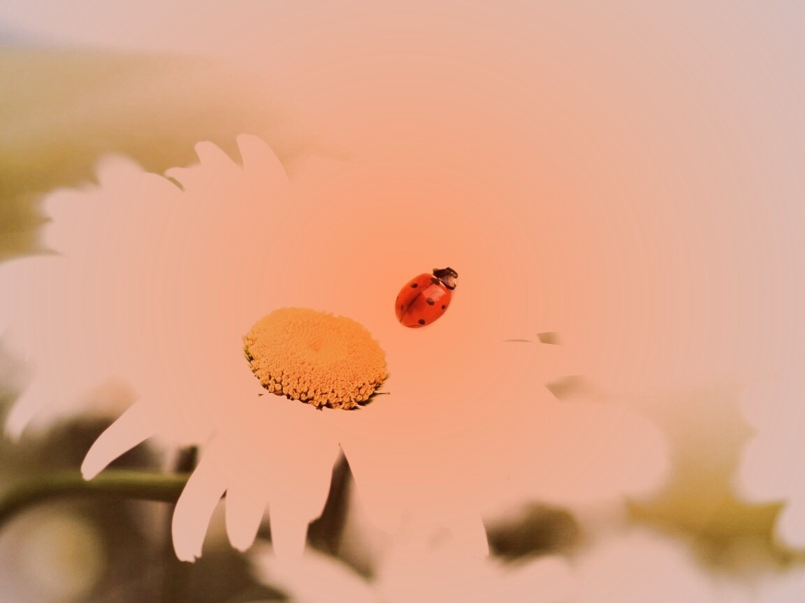 Божья коровка обои