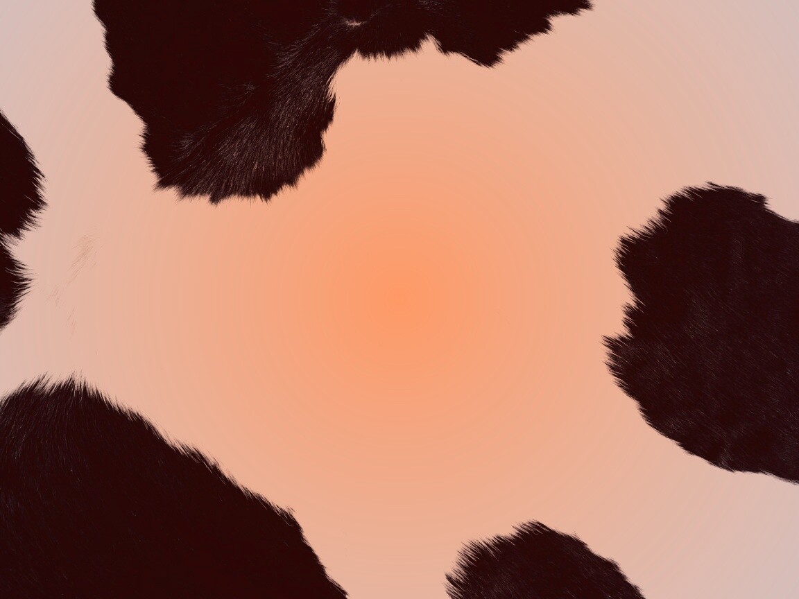 Шкура коровы обои