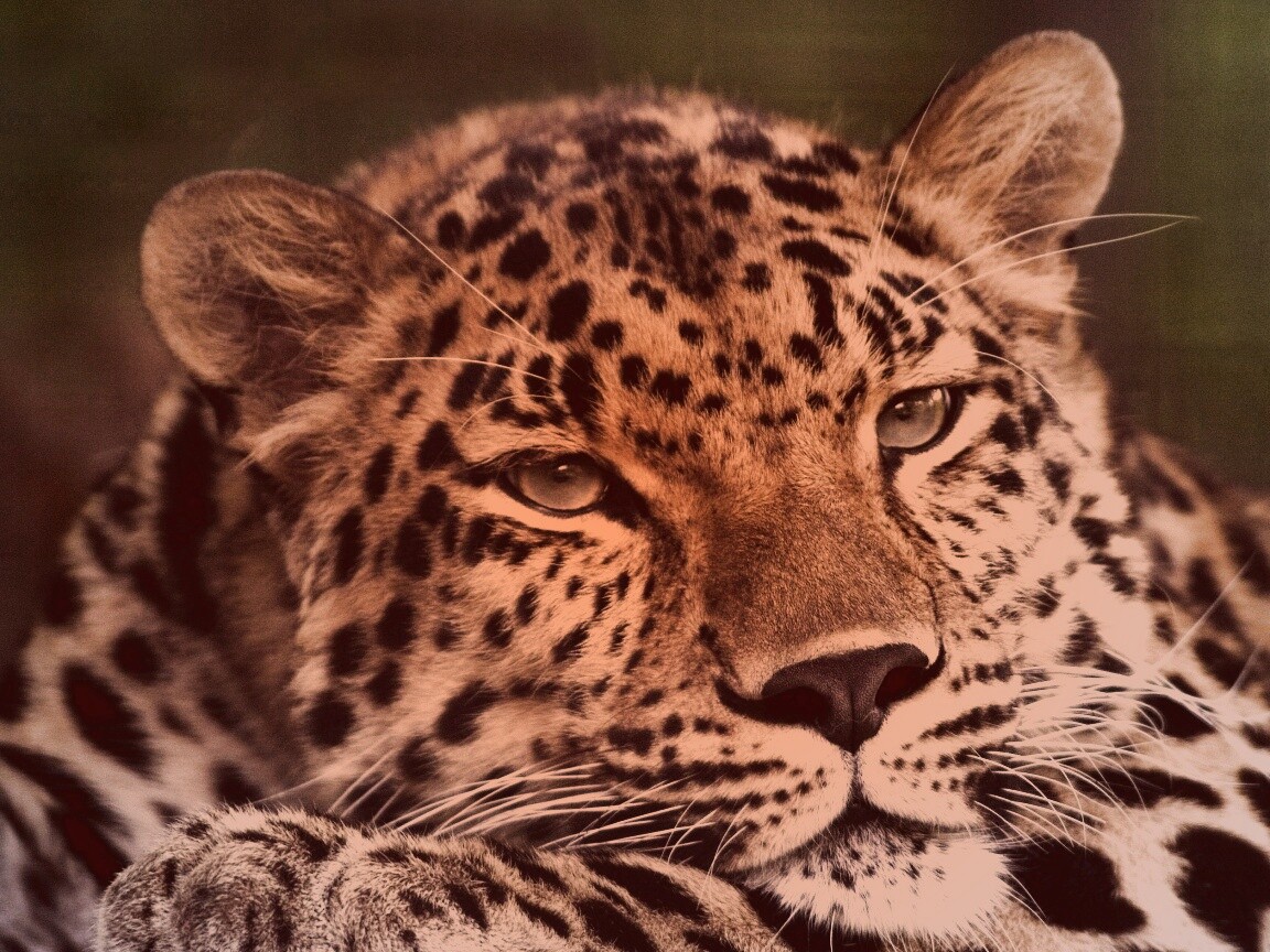 Злопасный ягуляр обои