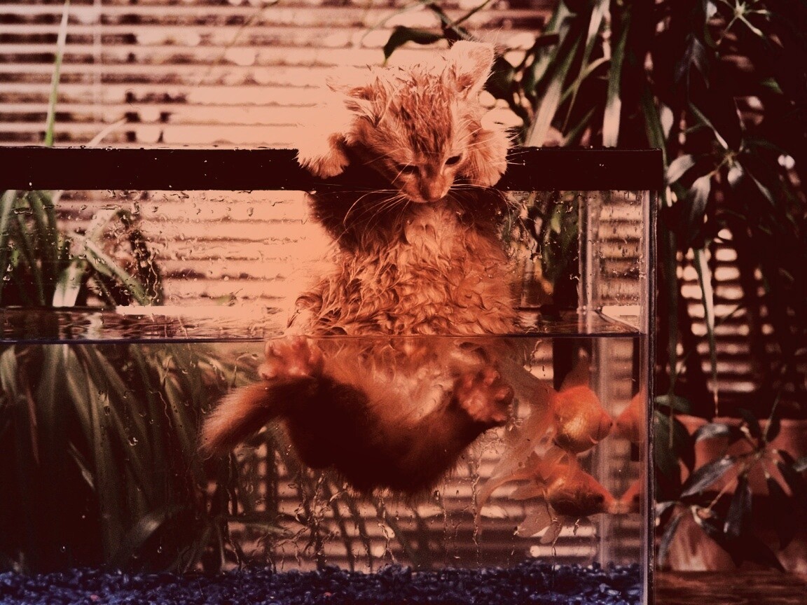 Мокрая киска обои