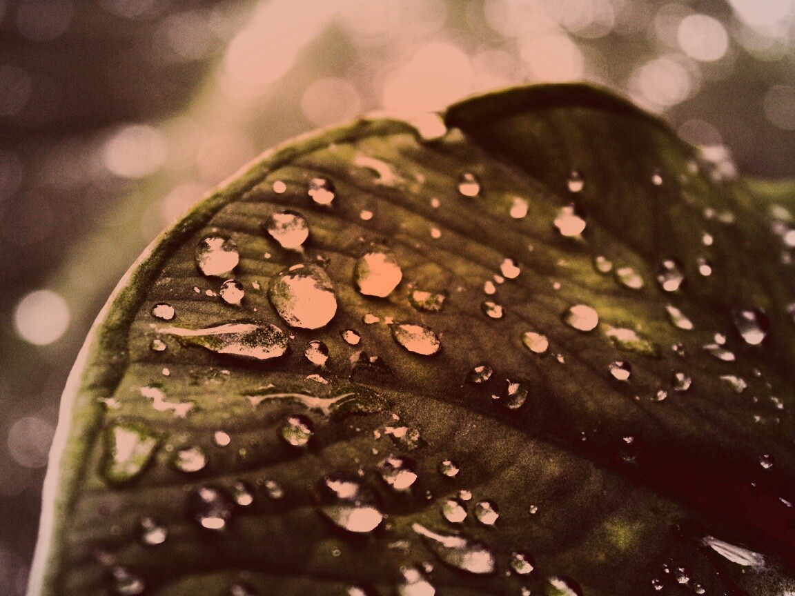 Роса на листке обои