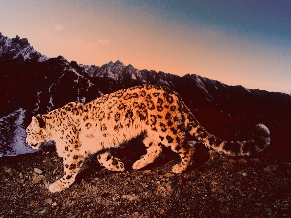 Леопард обои