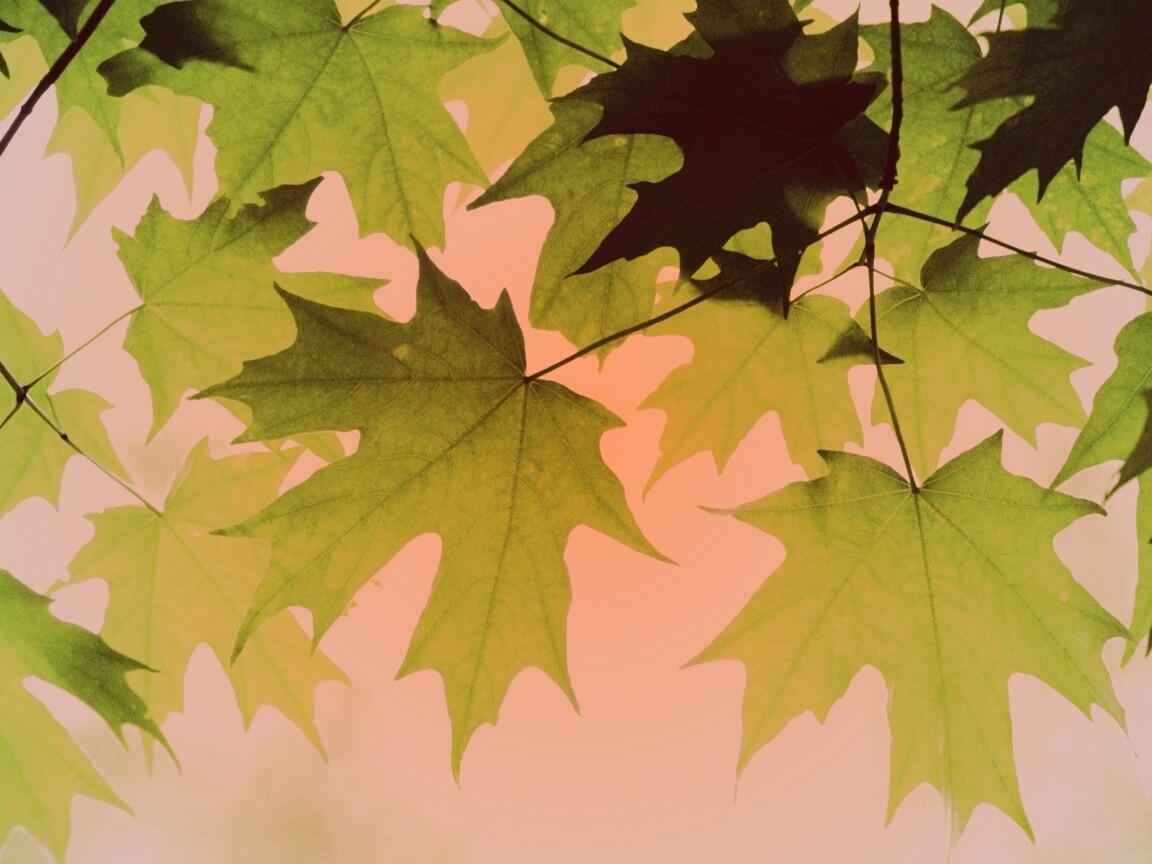 Кленовые листья обои