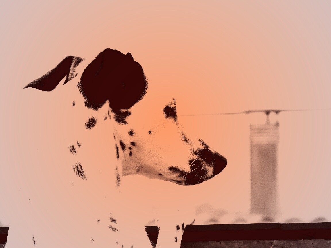 Долматинец смотрит вдаль обои