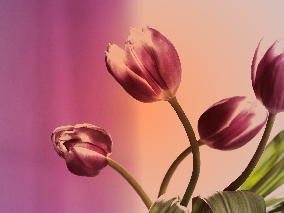 Сиреневые цветы обои