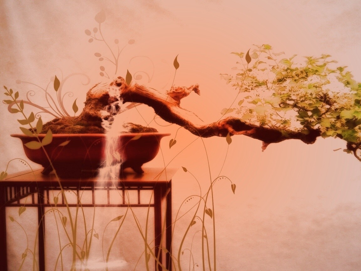 Карликовое дерево обои