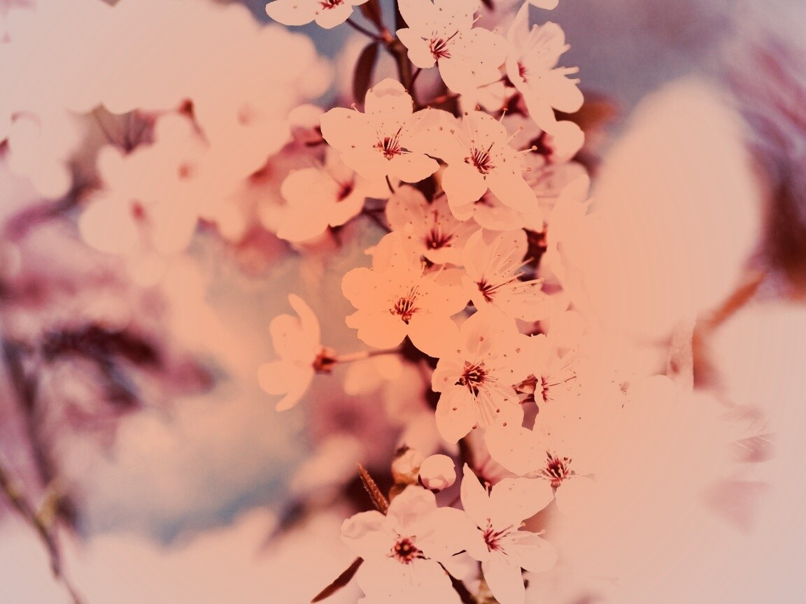 Цветение вишни обои