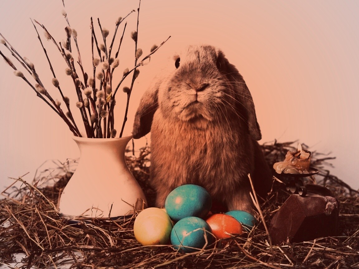Пасхальный кролик обои