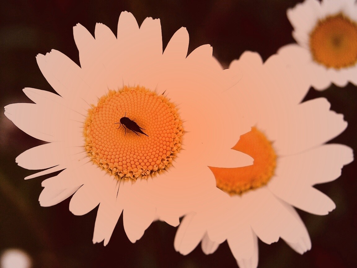 Ромашки обои