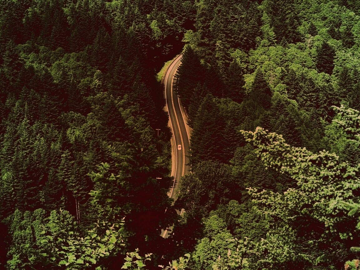 Лесная трасса обои