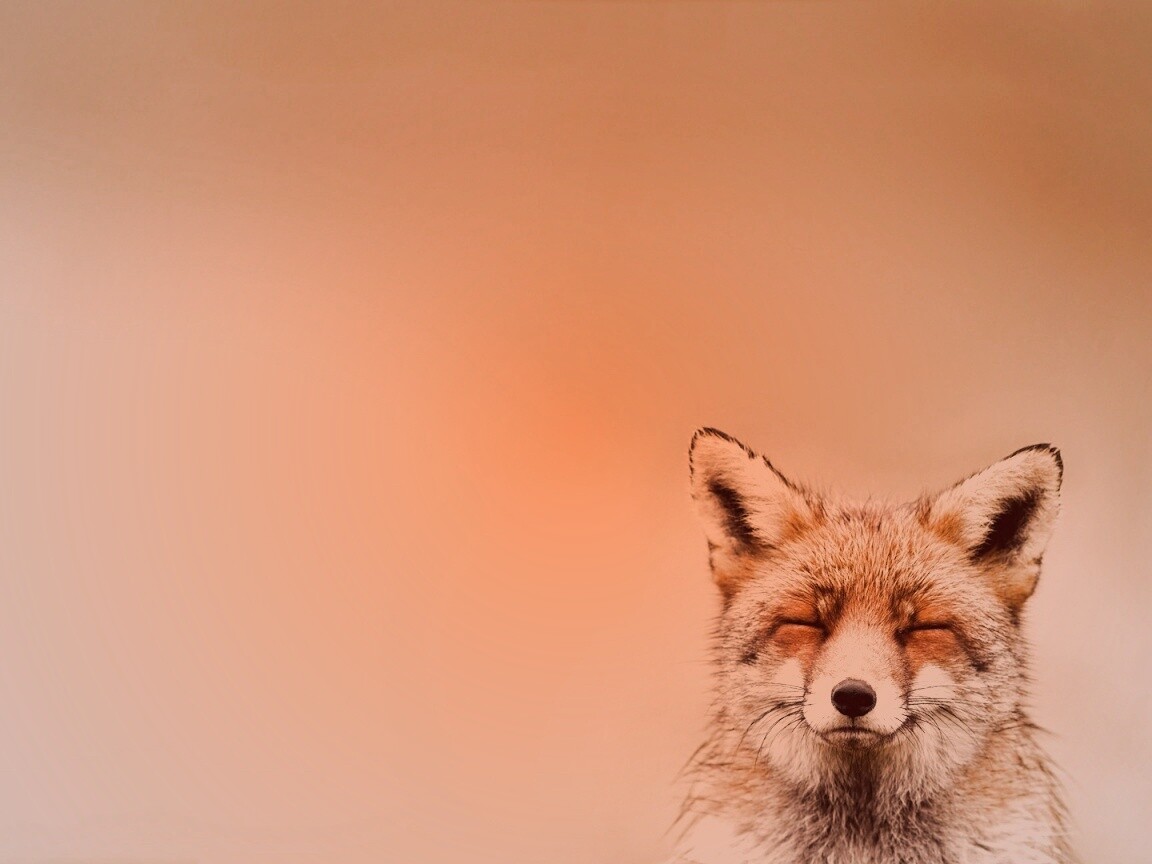 ^_^ Fox обои