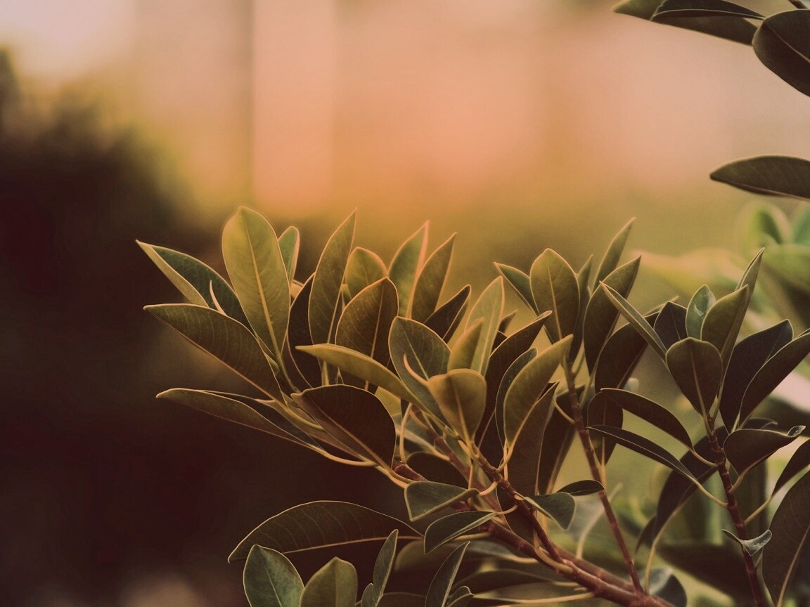 Листья обои