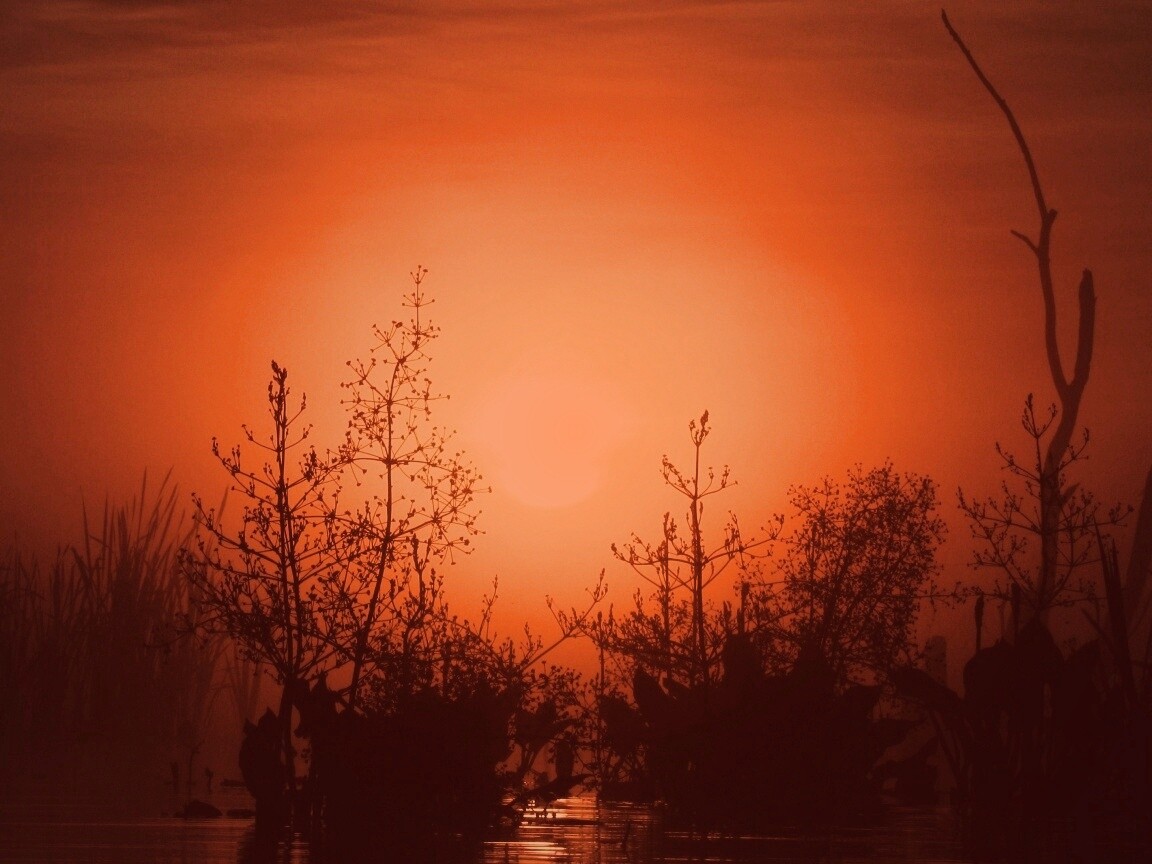 Доисторическое утро обои