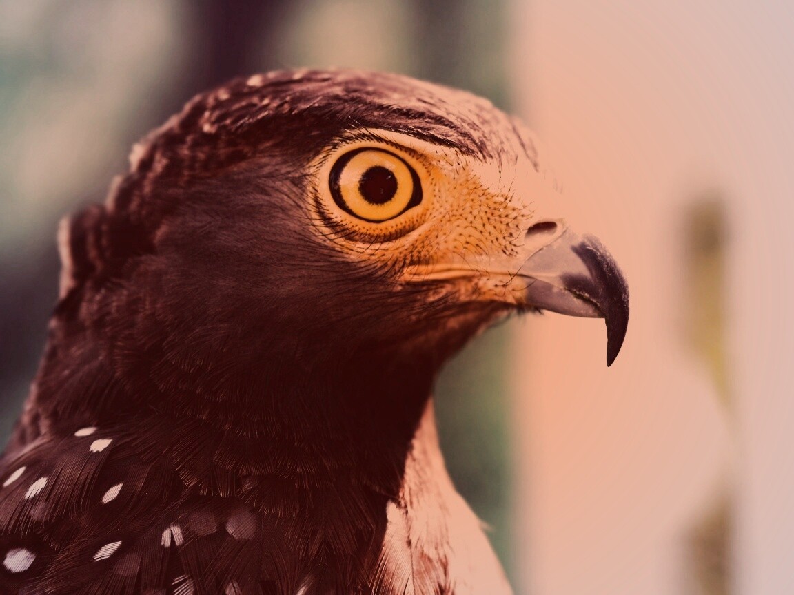 Взгляд орла обои