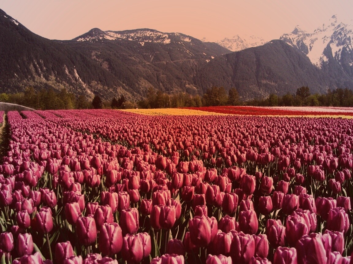 Поле тюльпанов обои